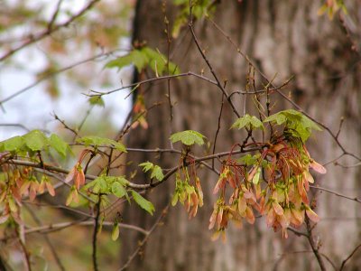 Maple Tags on Oak