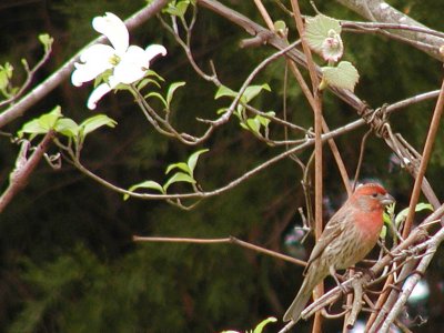 Bird on Dogwood