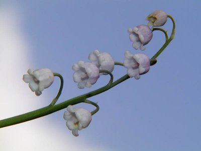 Lily of the Valley