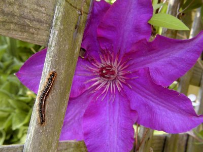 Clematis talking to future Butterfly