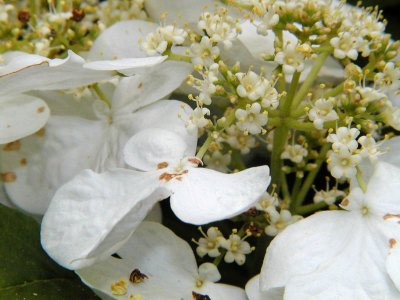 Viburnum