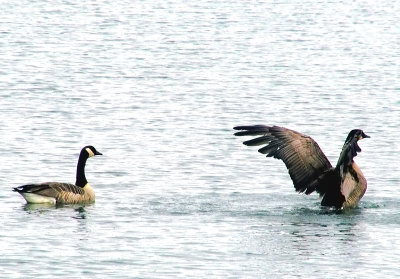 Geese
