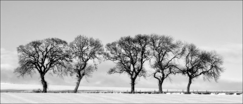 Treeline.