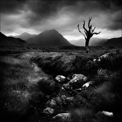 Dead Tree Rannoch Moor.