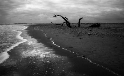 50 Nature In B & W: Beach Tree.
