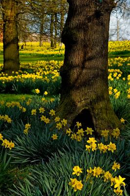 A Host, Of Golden Daffodils.