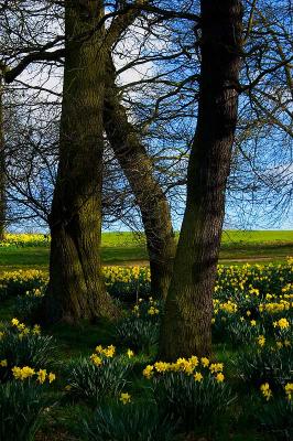 Among The Daffodils.