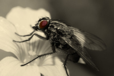 The Fly.