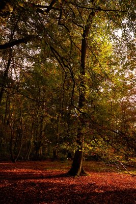 Backmuir Wood.