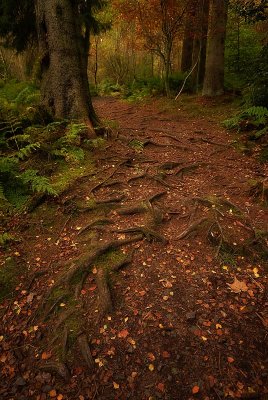 Backmuir Wood.
