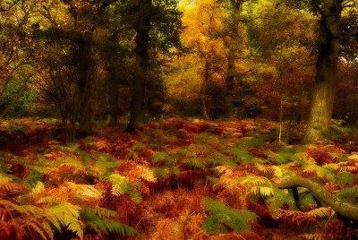 Backmuir Wood.