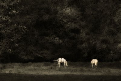 Two White Horses.