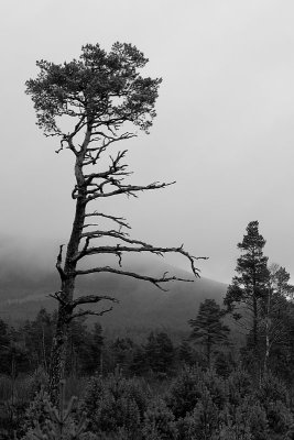 Loch Morlich.