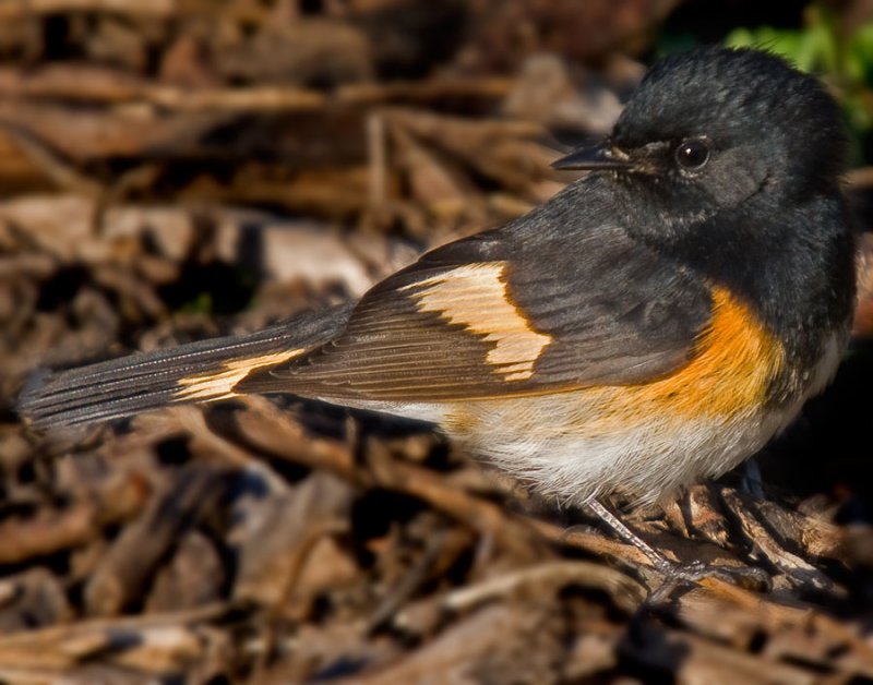 AMERICAN REDSTART