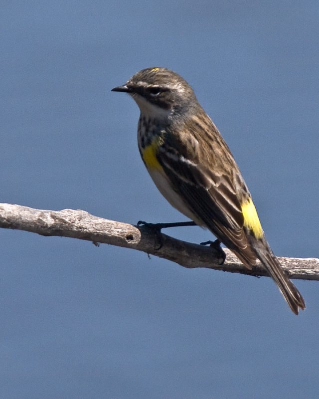 GOLDEN-WINGED-WARBLER-copy.jpg