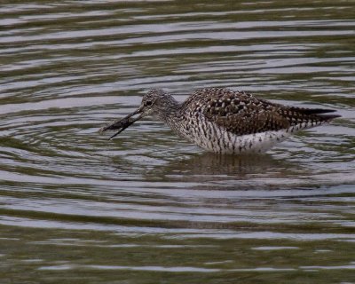 _5078275-Lesser Yellowlegs Sandpiper