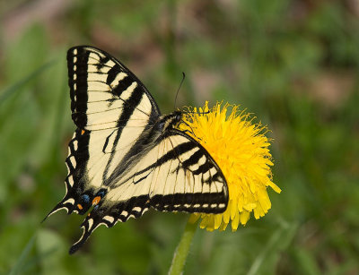 BUTTERFLIES GO FREE