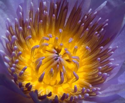 PURPLE WATER LILY