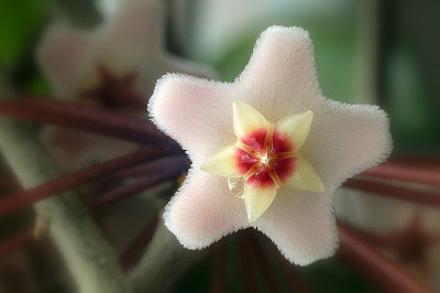Hoya Flower