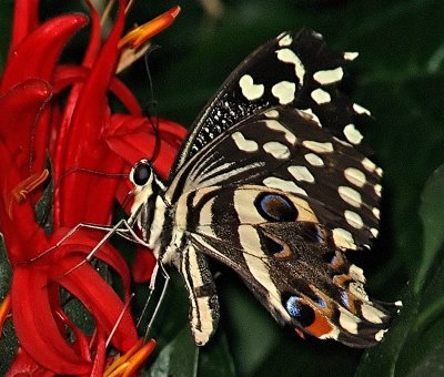 P3153444__.jpg