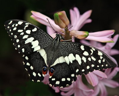 P3153501__.jpg