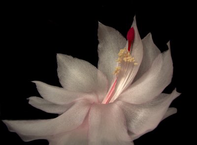 CACTUS BEAUTY