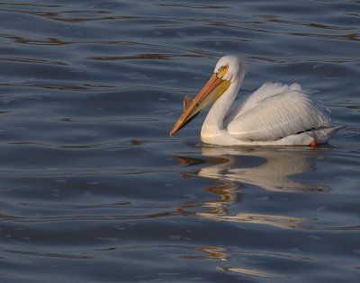 American White Pelican