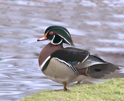 Wood Duck: Red River,Kildonan Park, Winnipeg