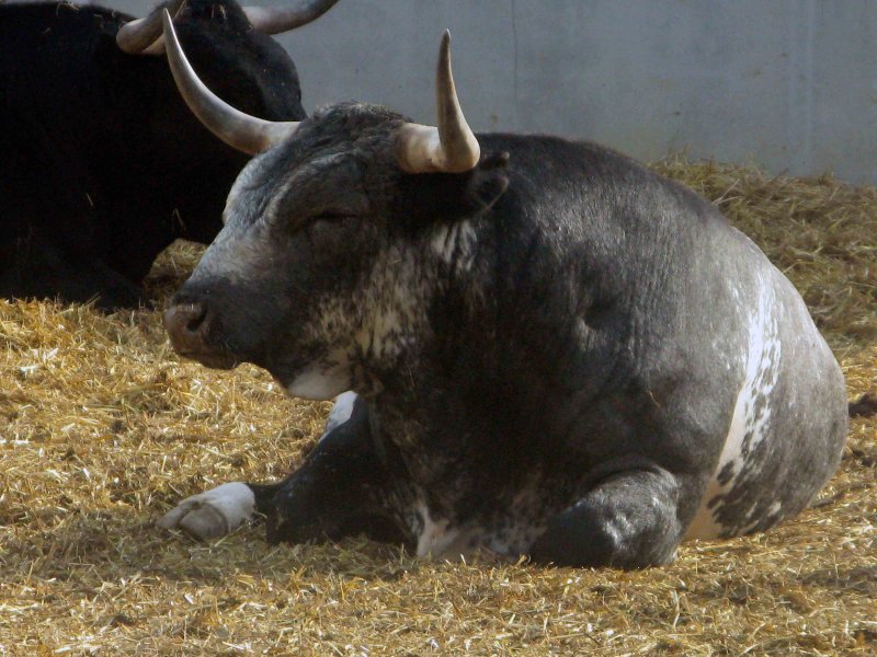2008-07-08 1 bull