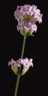 DSC00116.jpg