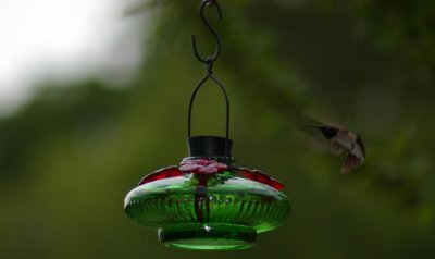 hummingbird19.JPG