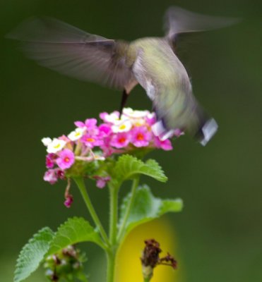 hummingbird2.JPG