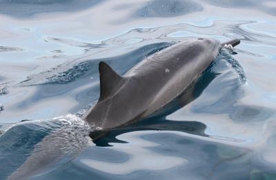Spinner Dolphin - Maui