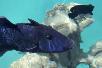 Blue Triggerfish.jpg