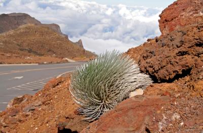 High altitude vegetation