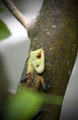 Lizard
