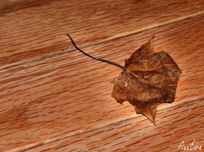 Stray Leaf.jpg