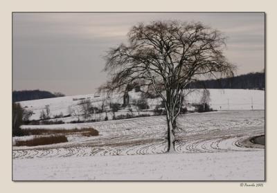 Ancramdale Tree ~ Another View
