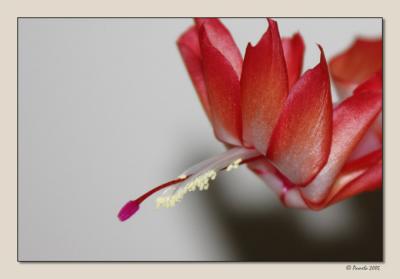 Christmas Cactus