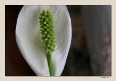 Peace Lily
