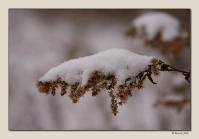 Winter Bloom