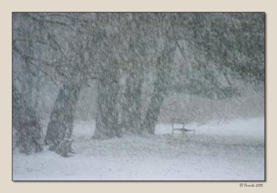Cockeyed Bench in a Blizzard