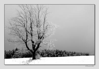 Iced Tree