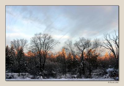Dawn on Snowy Treetops