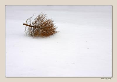 Northern Catskill Tumbleweed