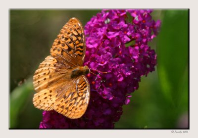 Yellow Butterfly