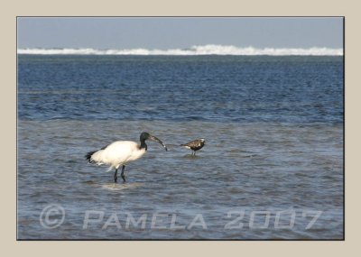 Sacred Ibis and Friend