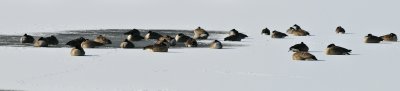 Cool Geese