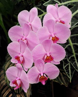 Orchids