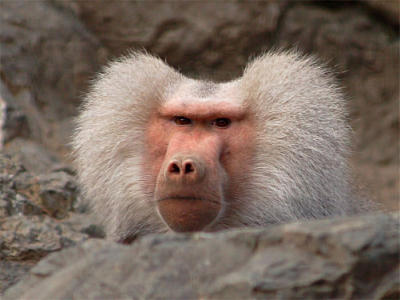 g3/04/451004/3/56240093.Baboon07.jpg